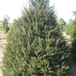 Norway Spruce