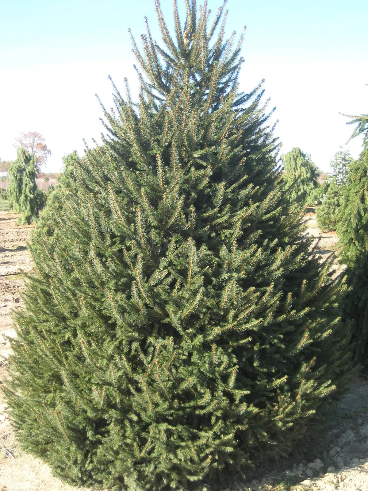 Norway Spruce