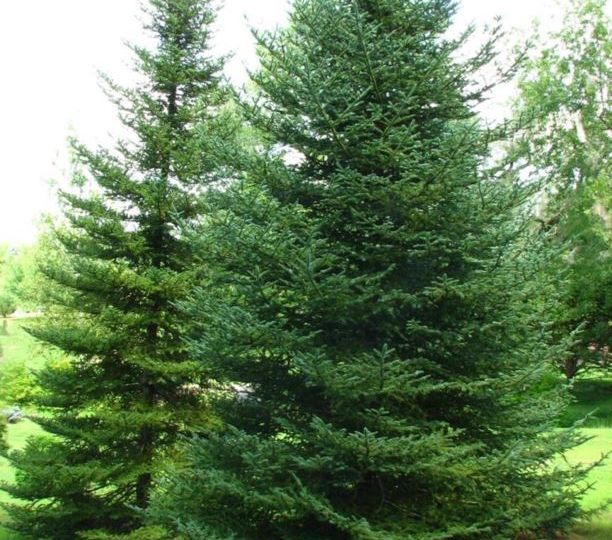 canaan fir dawes arboretum